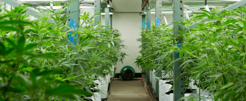 Marijuana Dispensaries