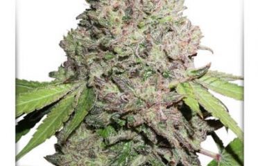 Weed Me Inc.