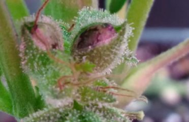 Black Forest Hemp Co. Inc.